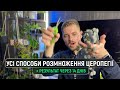 Як розмножити Церопегію Вуді за 2 тижні? Усі способи укорінення + ДО/ПІСЛЯ 🌿