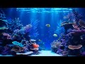 Aquarium in 4K - Atemberaubende Unterwasser Welt an einem Korallenriff - Bildschirmschoner