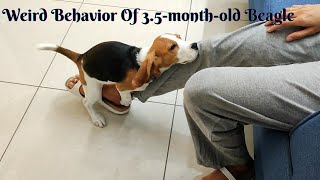 Weird Behavior Of 3.5monthold Female Beagle  Why Does Female Beagle Puppy Behave like a Male Dog?