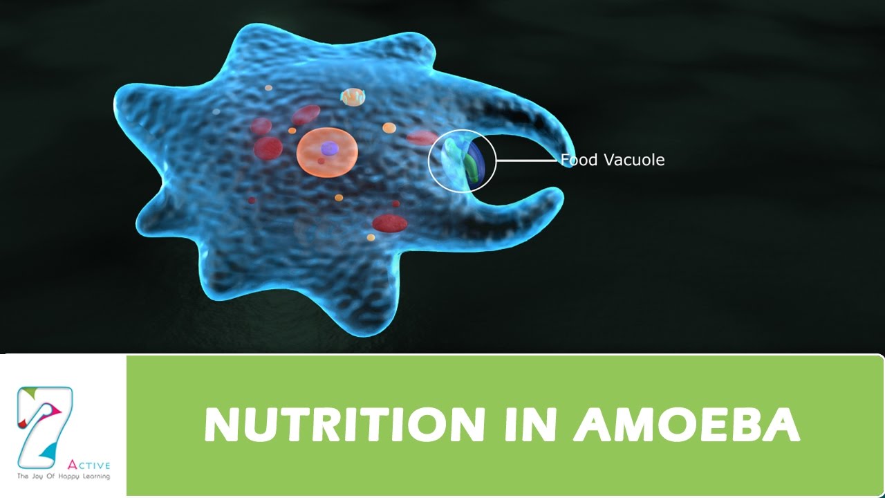 NUTRITION IN AMOEBA YouTube NUTRITION IN AMOEBA YouTube