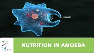 NUTRITION IN AMOEBA