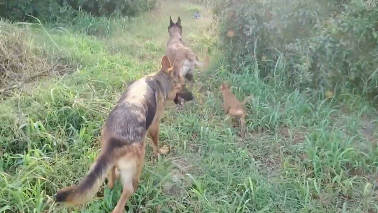 Shepherd dogs prefer to play and have fun with their owners because they are social creatures.