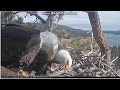 Big Bear Bald Eagle. Kalifornia