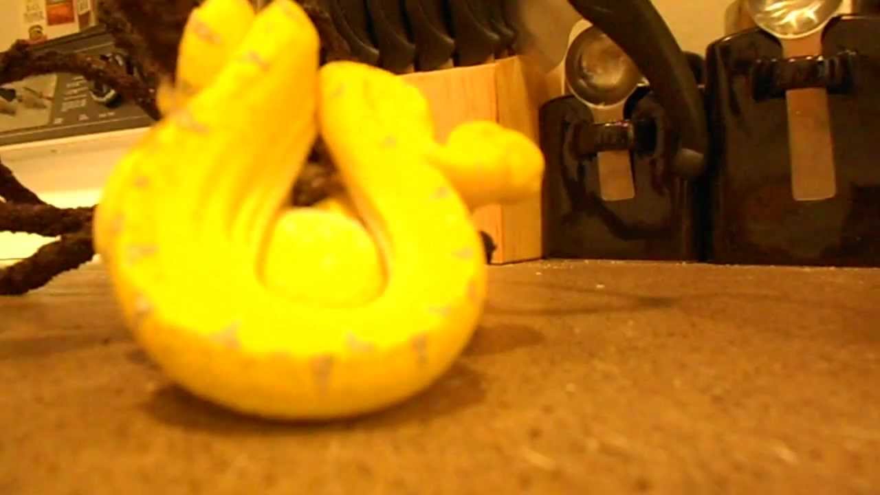green tree python for sale uk Designer GTP from david bellis