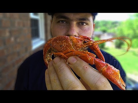 Video: Cuidado de los cangrejos de río cajún