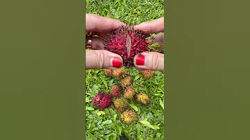So Juicy Rambutan Fruit Sweet Yummy Asmr Shortvideo 