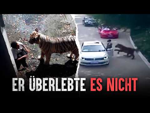 The deadliest tiger attacks