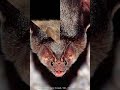 Vampire Bat II Vampire Bats Feed Blood Vampire Bat II Vampire Bats Feed Blood