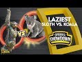 Koalas and Sloths: Animal Traits