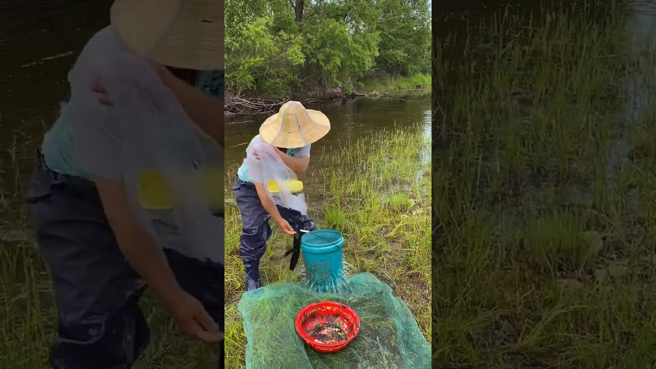 Unbelievable Fishing Technique ️ - Fishing