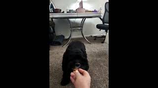 Testing New Camera and Software (feat) Ms. Moira Rose #dog #spaniel #blackdog screenshot 4