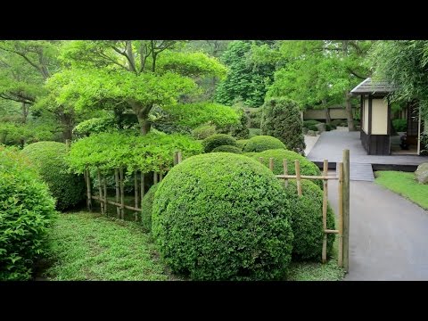 Video: Hvor Kan Jeg Kjøpe Japanske Vepsekaker