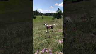 Angry Chinese Crested #evilcrested #dog #angridog #fani