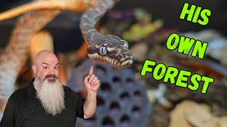 Bioactive Enclosure Setup For ANY Small Snake - This One Is A Rough-Scaled Python!