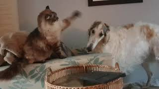 Borzoi dog  barking for play