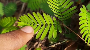 How Lightning Supercharges Plant Growth