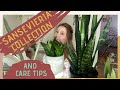 Sansevieria Collection and Care Tips || Easy Care Houseplants|| Dracaena?!?!