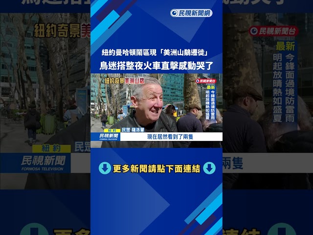 紐約曼哈頓鬧區現「美洲山鷸遷徙」 民眾搶睹嬌客－民視新聞
