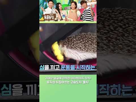 <strong>휴지심</strong> 뒤집어쓰는 고슴도치 ‘뭉치’🦔#shorts #TV동물농장 #AnimalFarm #SBSstory