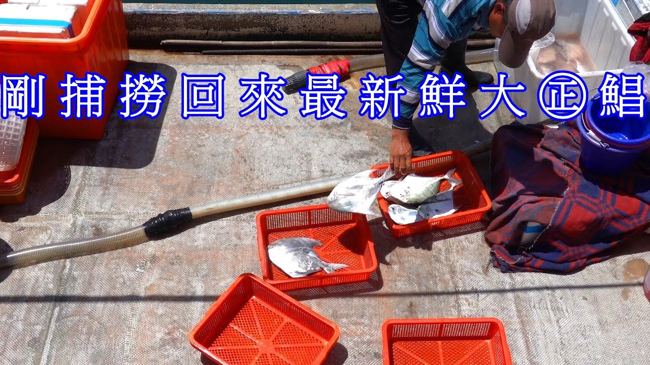南方澳剛剛捕撈上岸最新鮮大㊣鯧 除了活體可以比擬之外 還有剝皮魚 活體紅新娘 等等 2024
