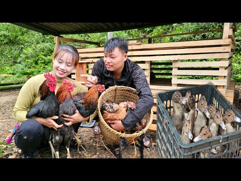 Make a chicken coop frame - build a cement roof, move the chickens into the new coop l Lý Thị Sai