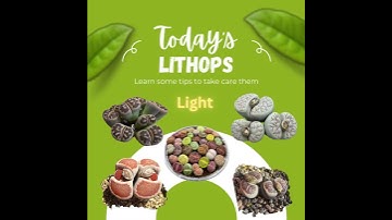 Lithops Care tips - Chapter 2  LIGHT                      #lithops #garden
