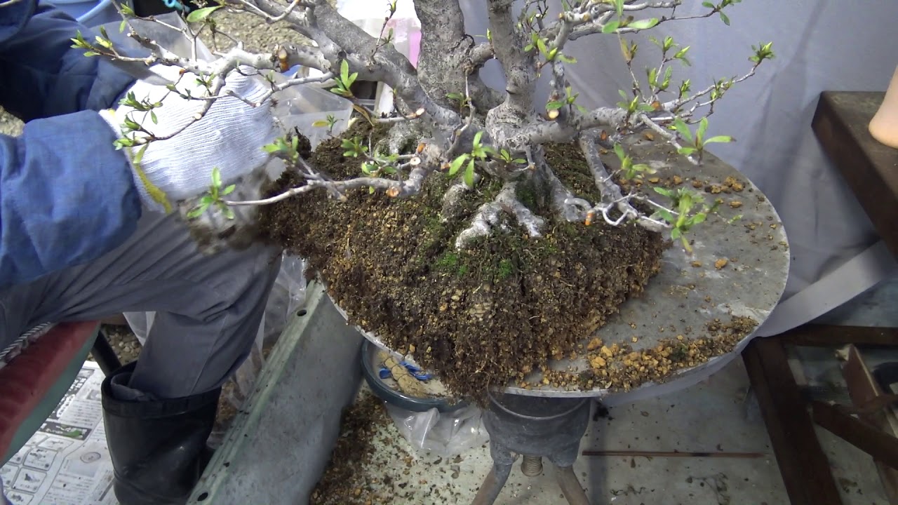 Bonsai master repot the Azalea tree. Part 2. YouTube