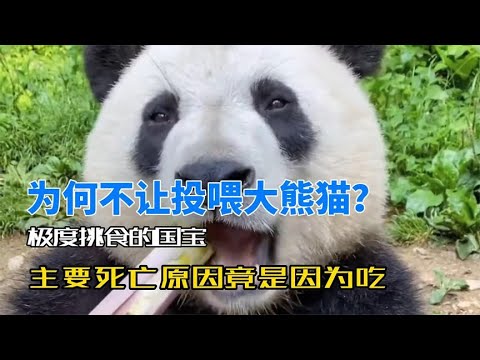 为何不让投喂大熊猫？极度挑食的国宝，主要死亡原因竟是因为吃