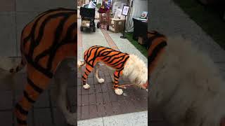 a tiger... or a cute dog?