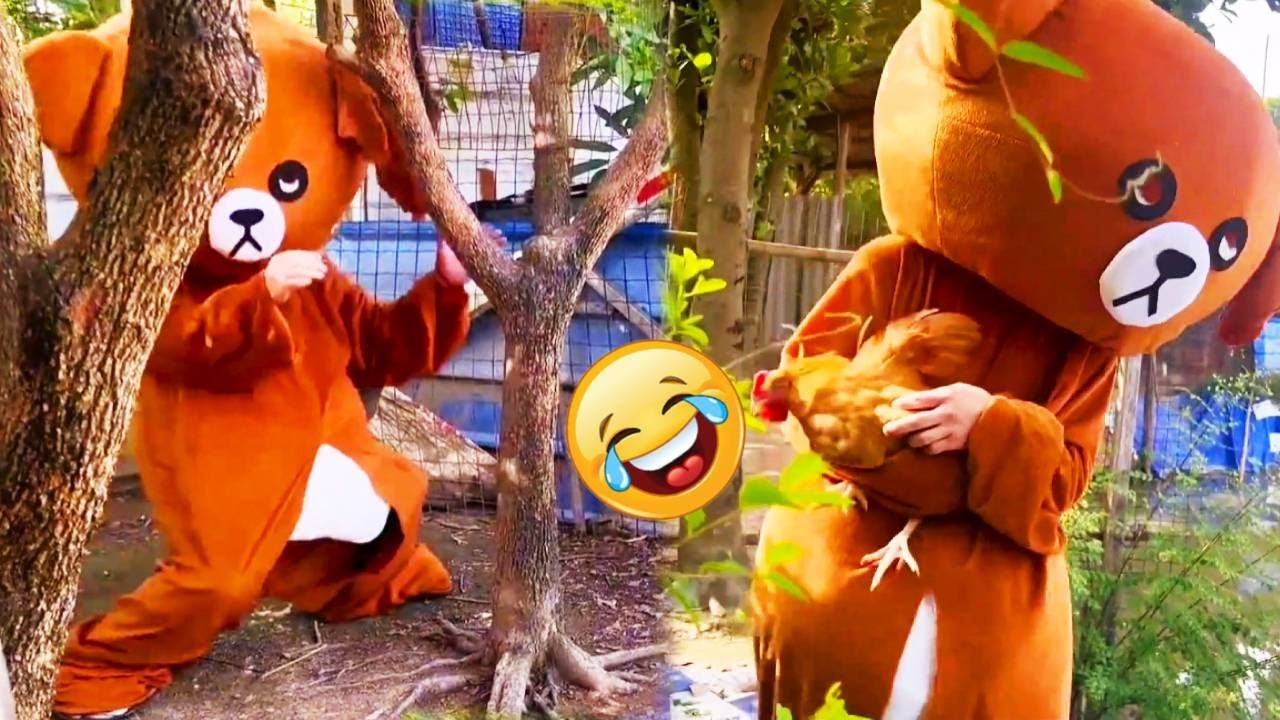 Funny Compilation From Troll Bears Can't Help Laughing  | Part34 