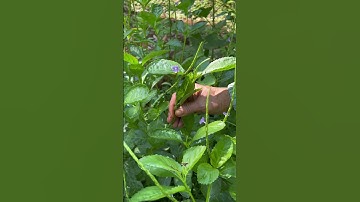 Công dụng cây đuôi chuột #nhathuoc #thảodược #nhathuocbinhminh