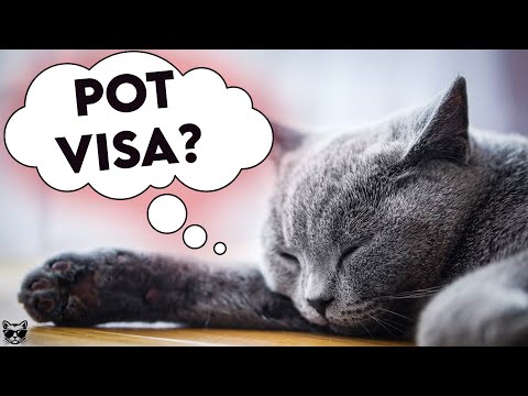Video: De Ce Visează Pisicile?