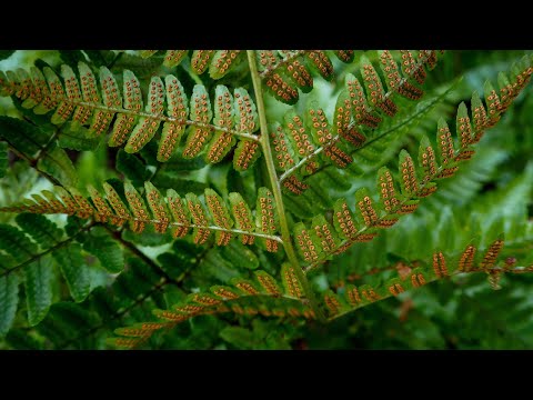 Video: Bolbitis Heteroclite - երկկենցաղանի Fern