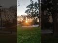 beautiful sunset video #sunset #love #new #nature #tree #music #enjoy #shortvideo  #youtubeshorts