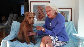 We Love Irish Terriers Tribute Film