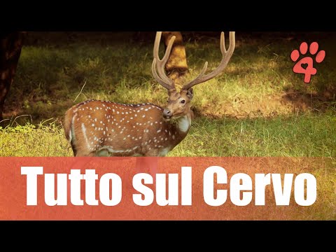 Video: Dove vive un cervo?