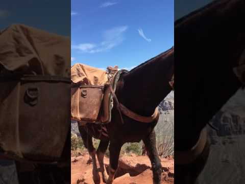 Βίντεο: Ταξίδια στο Grand Canyon Mule