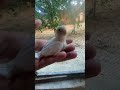 #yourcat #funny #birds #viral #video #viralvideo #youtubeshorts #shortvideo #shortsvideo #pets #vlog