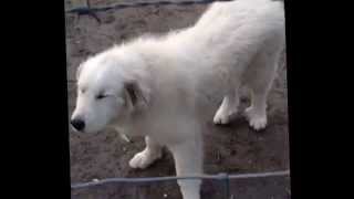Lgd watches over goats and chickens by Sarina Maynor 683 views 9 years ago 16 seconds