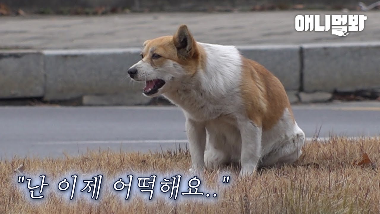 ⁣회전 교차로에서 7개월째 한 방향만 보고있는 강아지..ㅣDog Finds Out She's Pregnant After Being Abandoned..