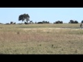 Lion chasing a giraffe in Chobe - April 2013