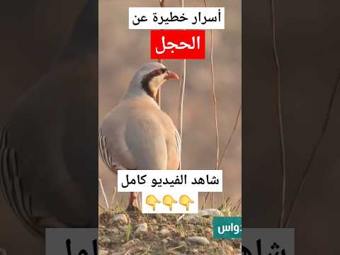 الحجل خمس حقائق مذهلة تسمعها لأول مرة الحجل نوافذ برية طيور
