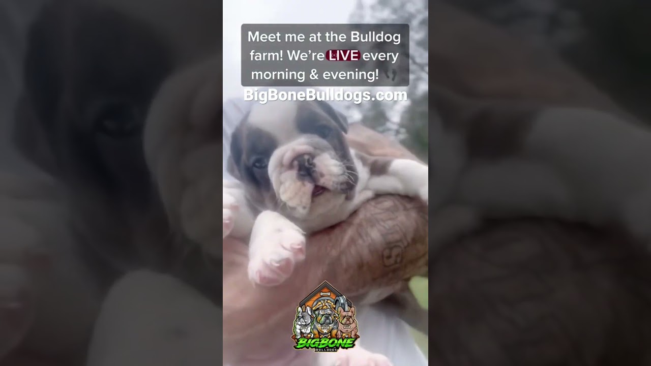 Worlds 🌍1st Bulldog🐶Farm! I got 