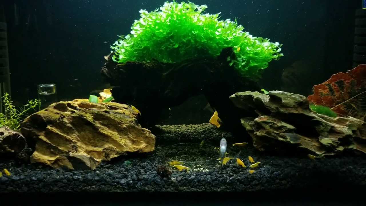 Neocaridina Shrimp Tank | Yellow Colony Ep.1