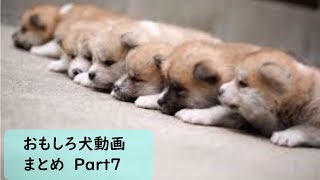 面白 犬 おもしろ犬動画まとめ 7 かわいい Nghenhachay Net
