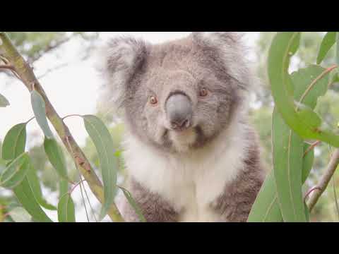 Experience Wildlife Wonders - the wild side of the Great Ocean Road.