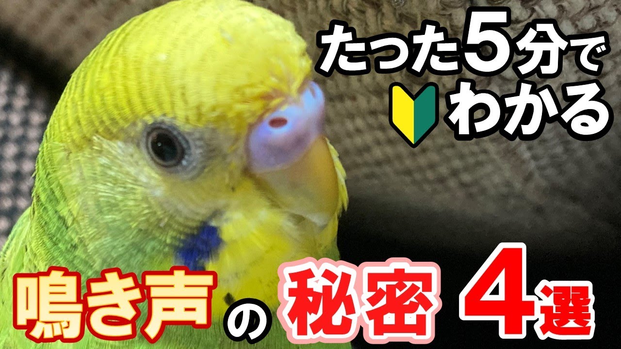 インコ 鳴く 理由