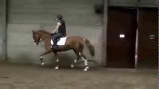 **SOLD TO USA** Harley x Indoctro ~ Ridden flatwork
