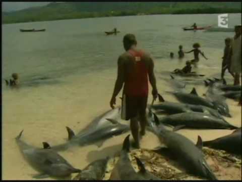 Video: Nagpapalawak Ng Season Ang Dolphin Hunters Ng Japan