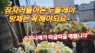 걸이대에서 잠자러들어온 두들이들 올려봅니다 💥비가잦은 요즘 오는비 다맞은 네트망 육이들도 걱정입니다